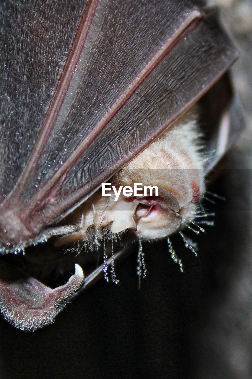 Close-up of bat outdoors