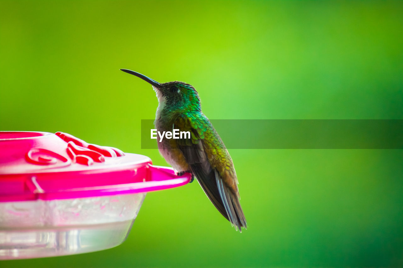 Close-up of a hummingbird perching on feeder