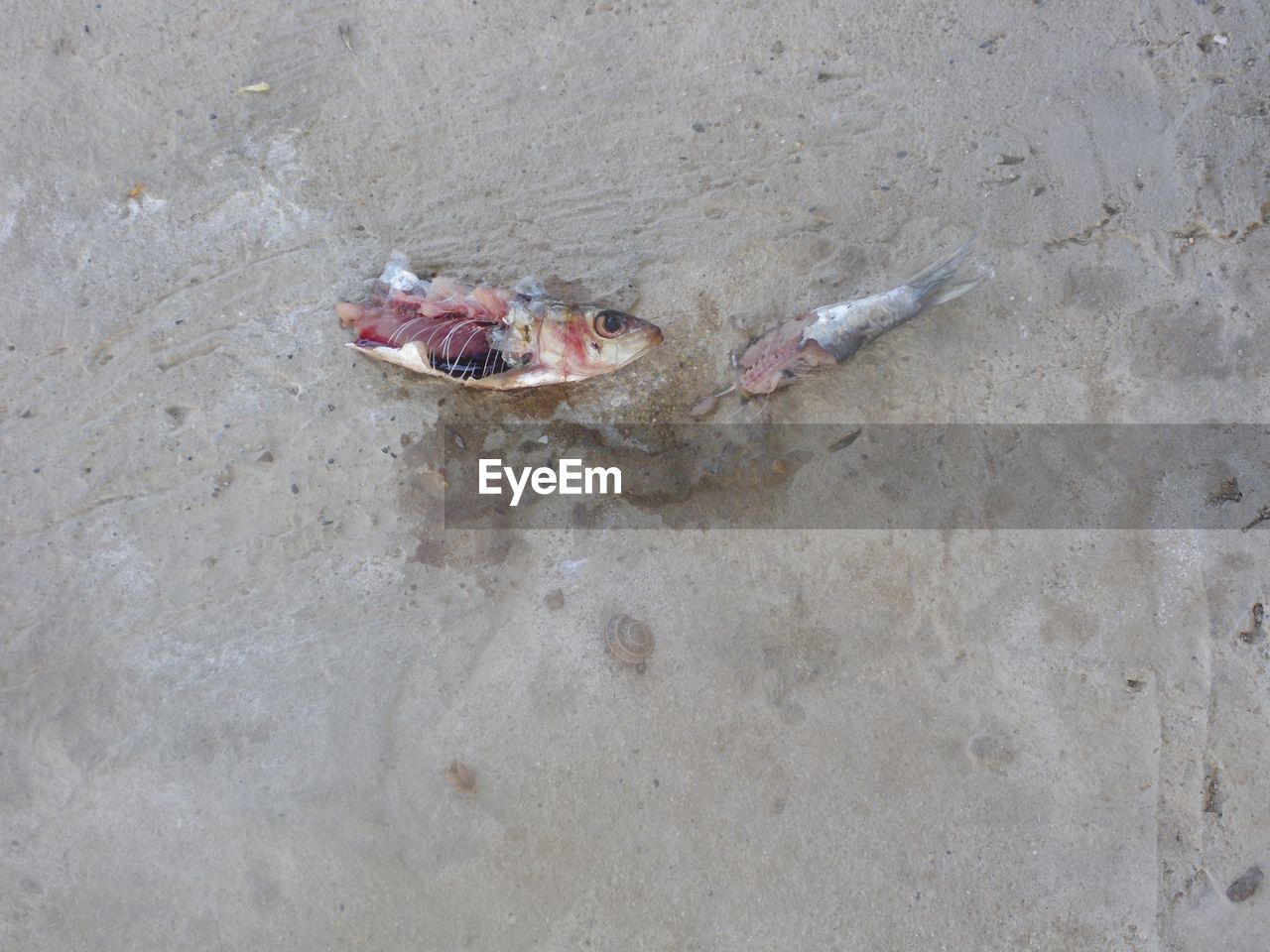 High angle view of a fish