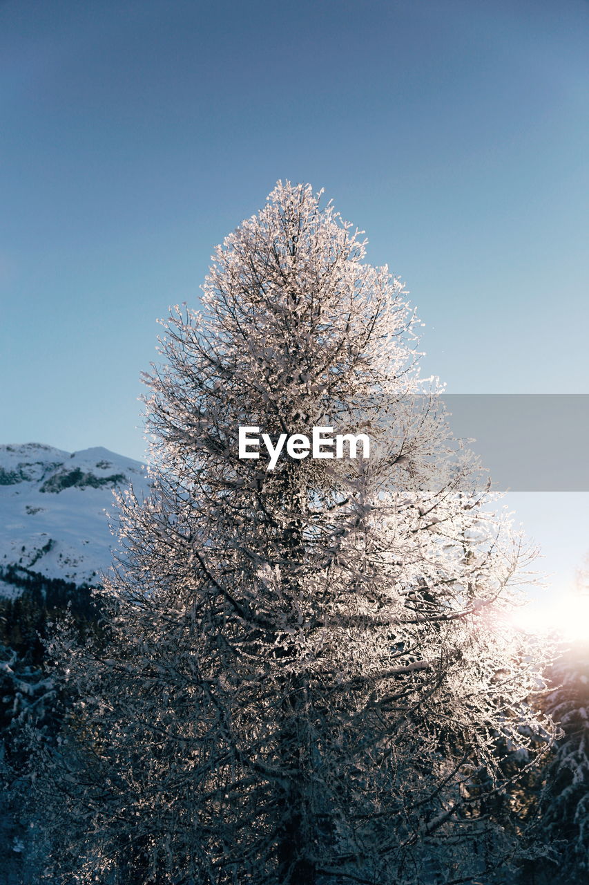 Scenic view of mountain and frozen tree against clear blue sky