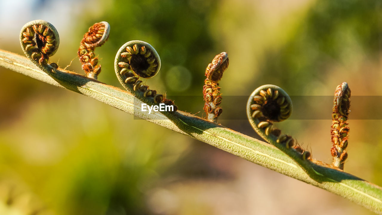 CLOSE-UP OF FRESH PLANT WITH BUDS