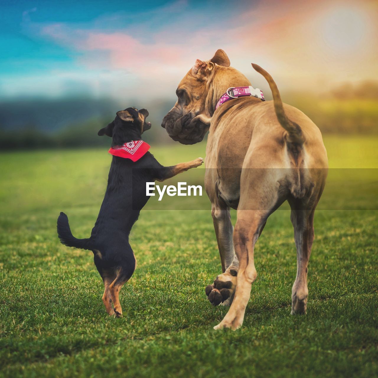 Dogs running on grassy field