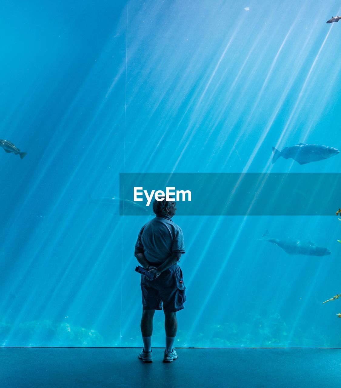 Rear view of senior man looking at fish in aquarium