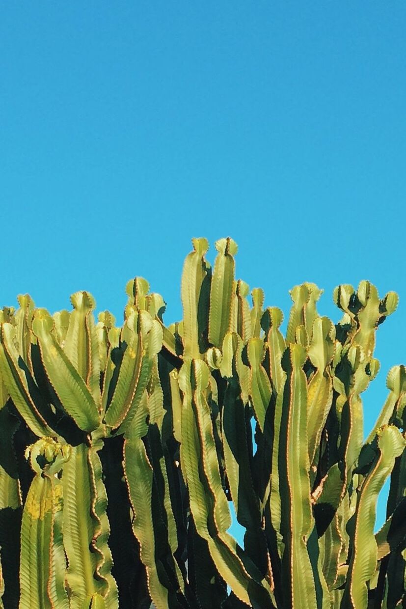 Low angle view of cactus growing against clear blue sky