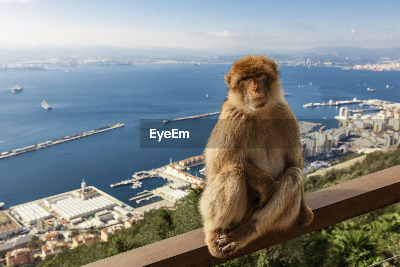 Barbary macaque monkey on the rock of gibraltar, with algeciras bay in the background