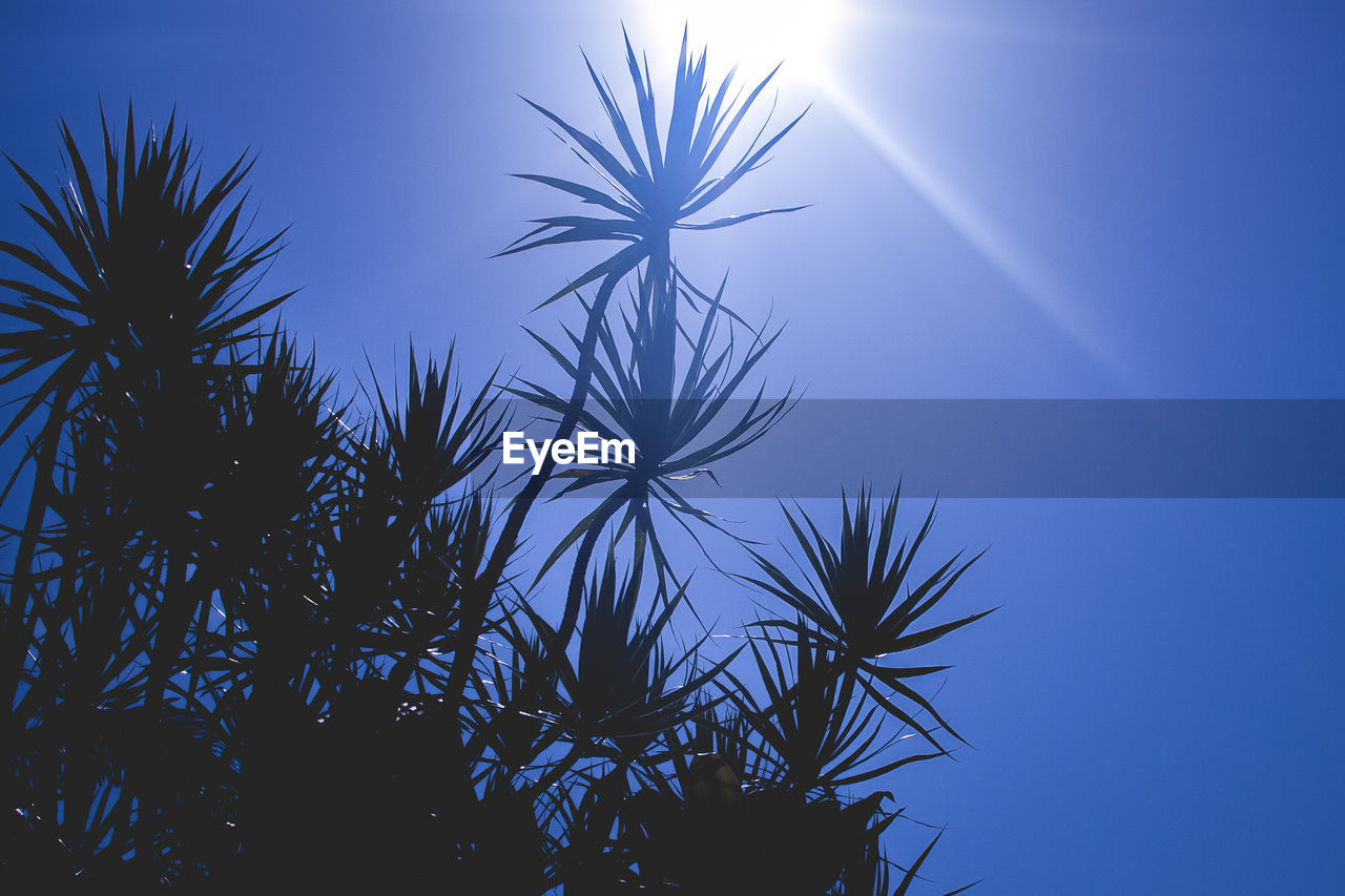 CLOSE-UP OF SILHOUETTE PLANTS AGAINST CLEAR BLUE SKY