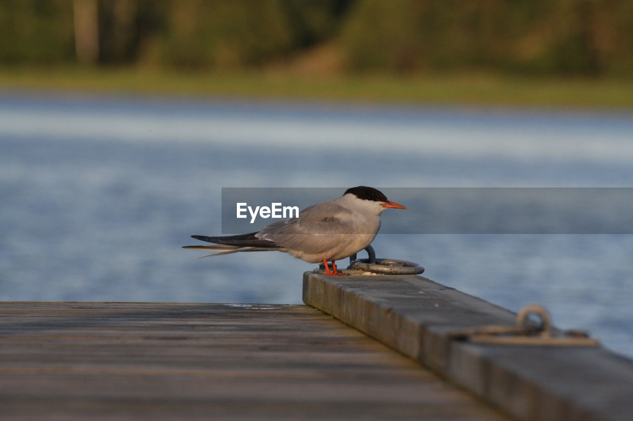 Tern perching on wood