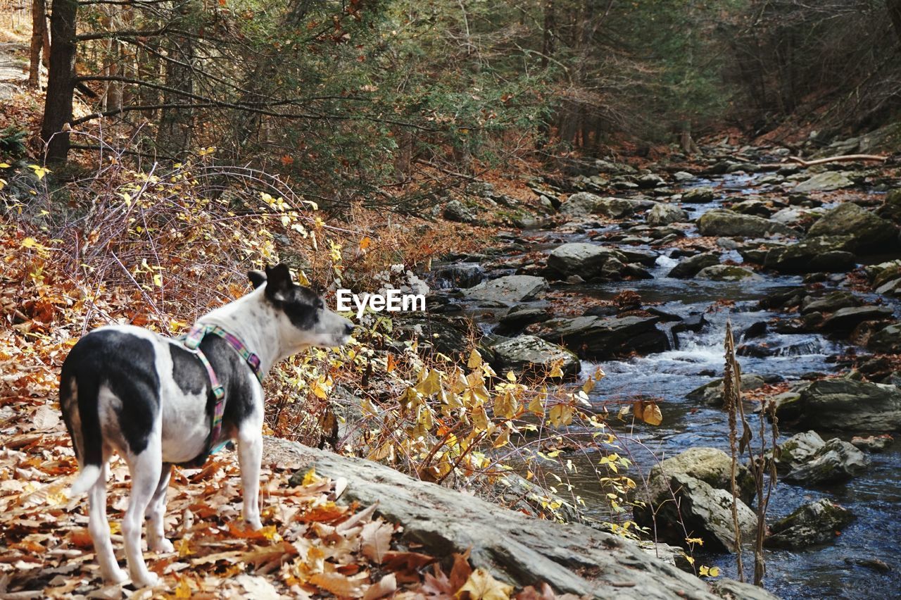 Dog looking at stream in forest