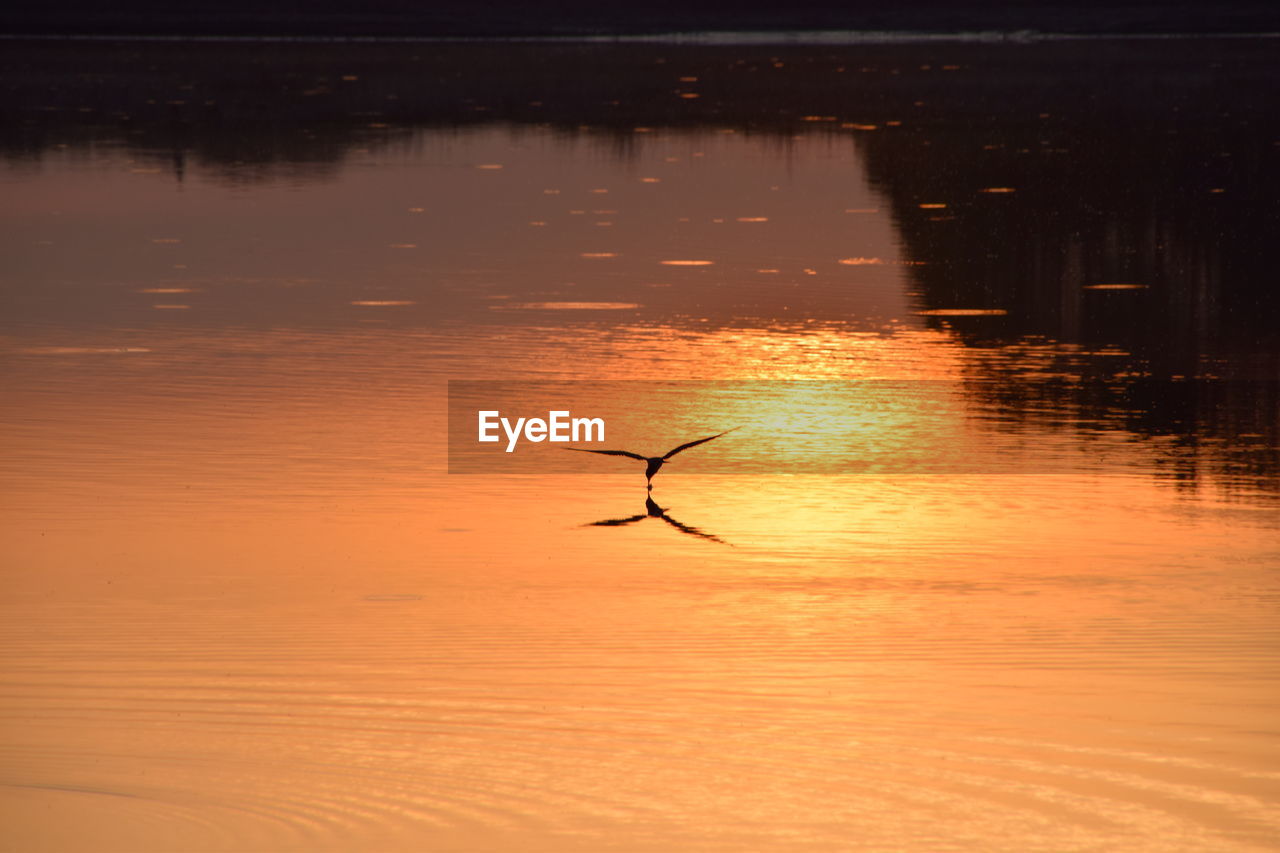 SILHOUETTE BIRD IN LAKE