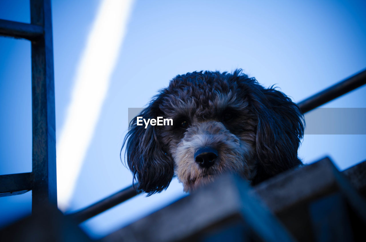 Close-up portrait of dog against blue sky