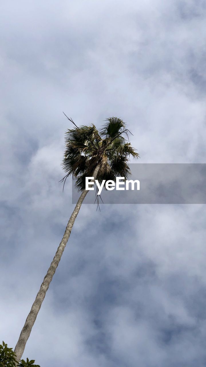LOW ANGLE VIEW OF COCONUT PALM TREES AGAINST SKY