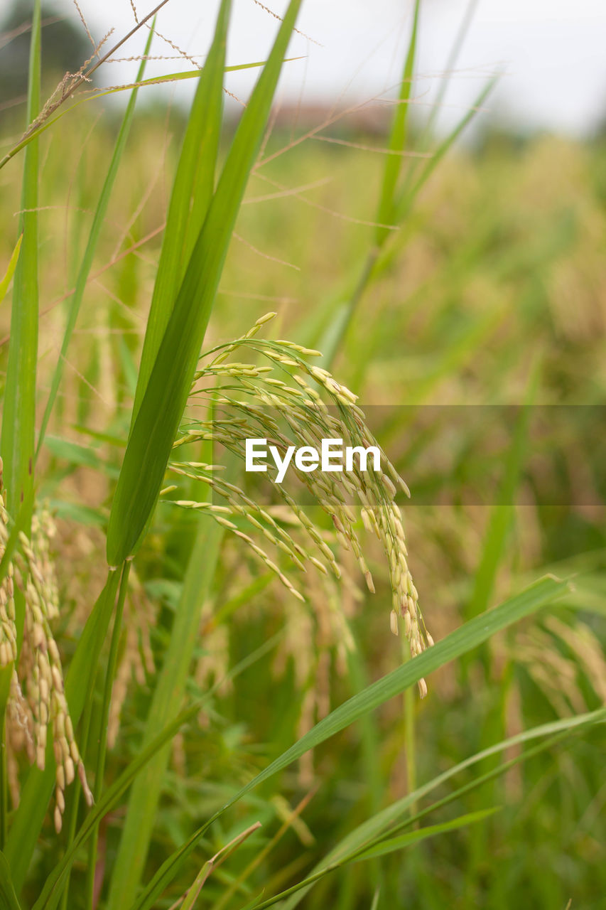 CLOSE-UP OF WHEAT GROWING IN FIELD