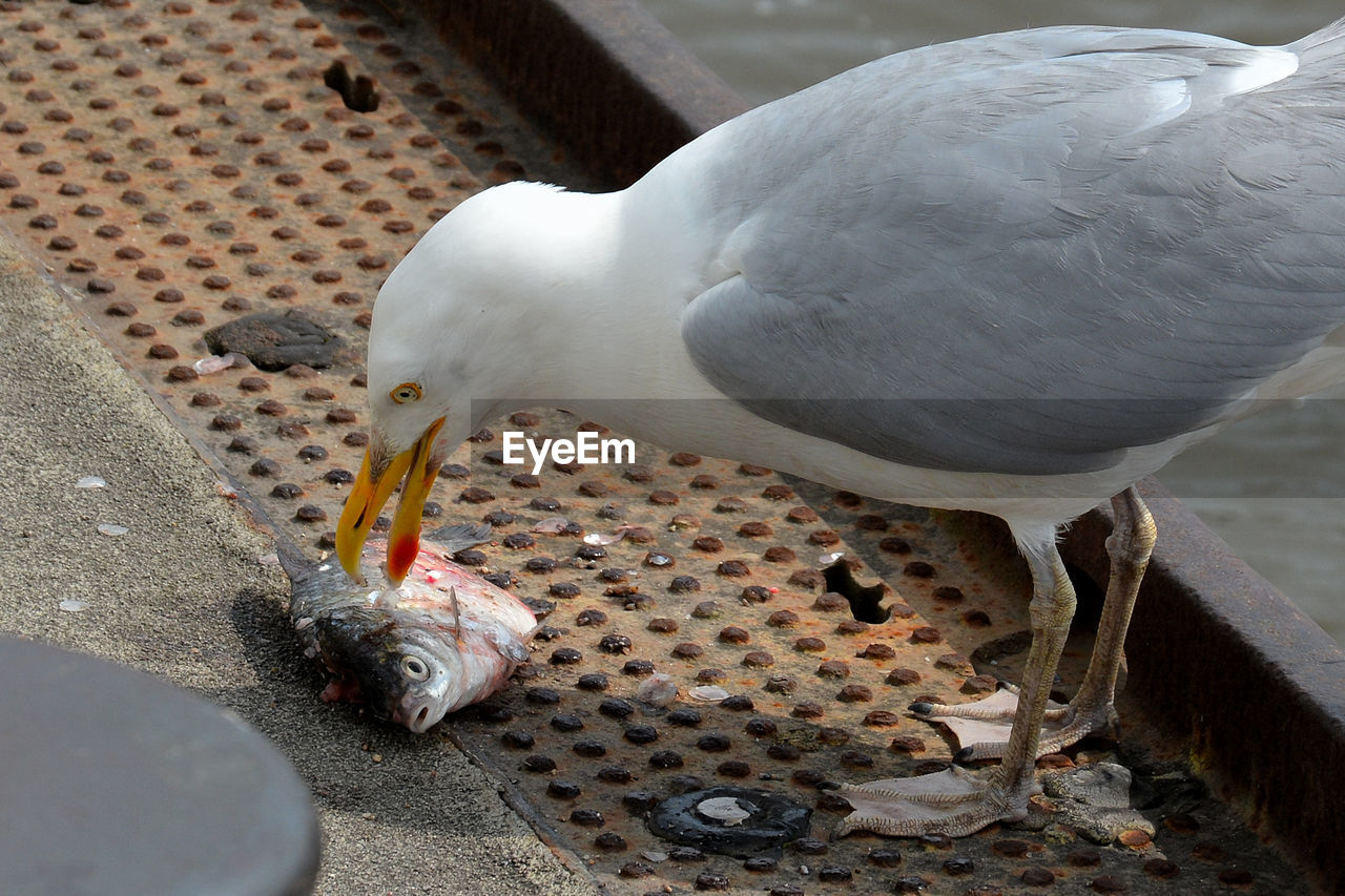 HIGH ANGLE VIEW OF SEAGULL EATING FOOD
