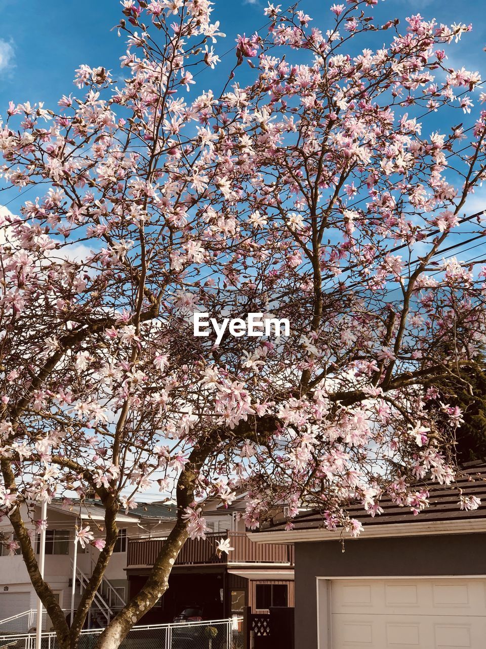 LOW ANGLE VIEW OF CHERRY BLOSSOM TREE BY BUILDING