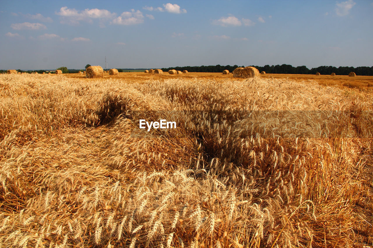 Hay bale on wheat field against sky
