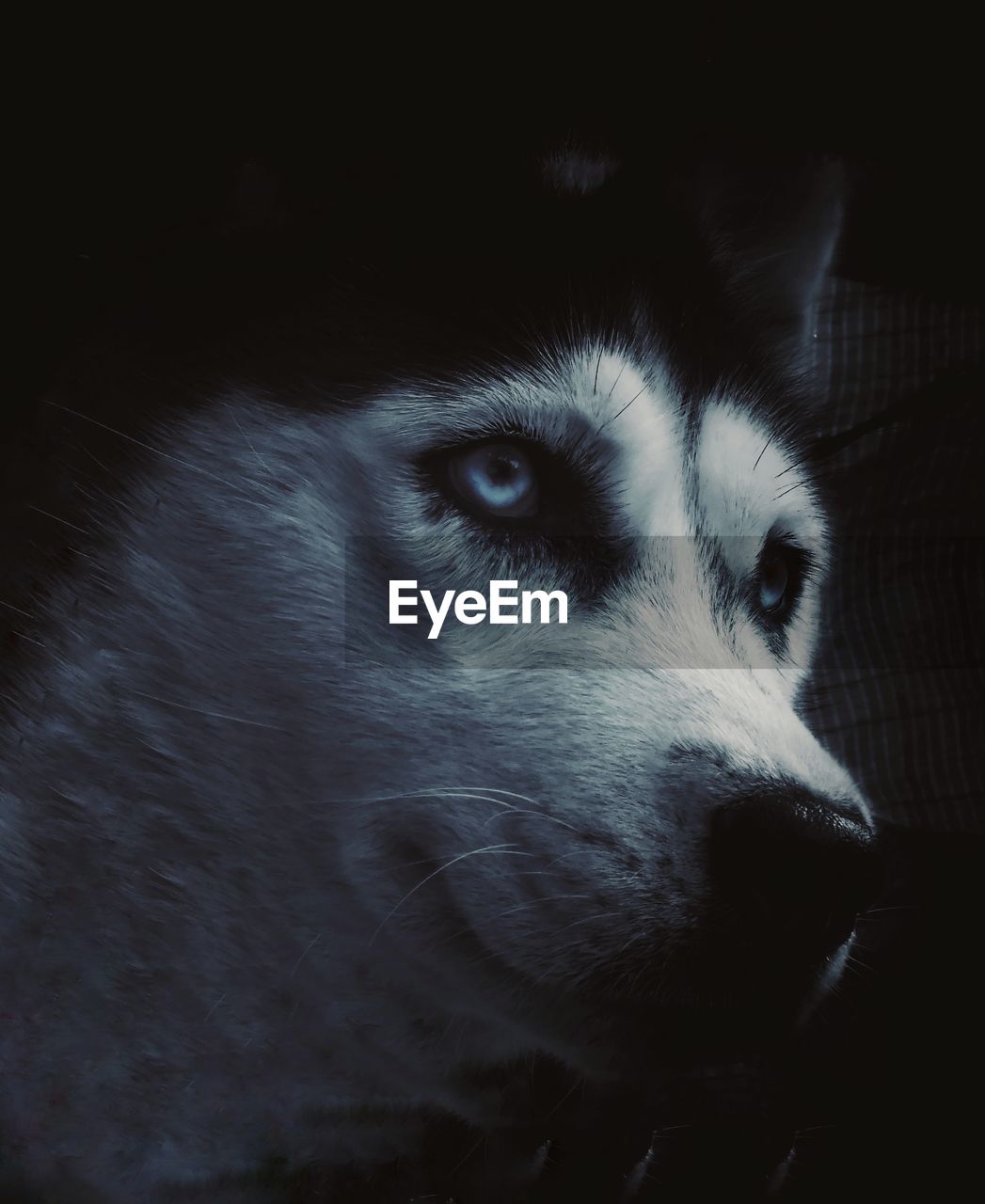 Close-up of siberian husky looking away