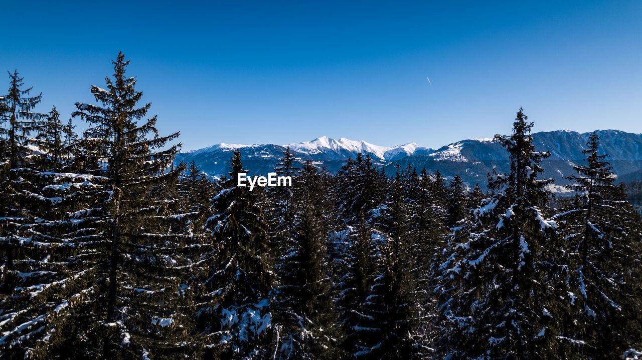 Pine trees on snowcapped mountains against blue sky