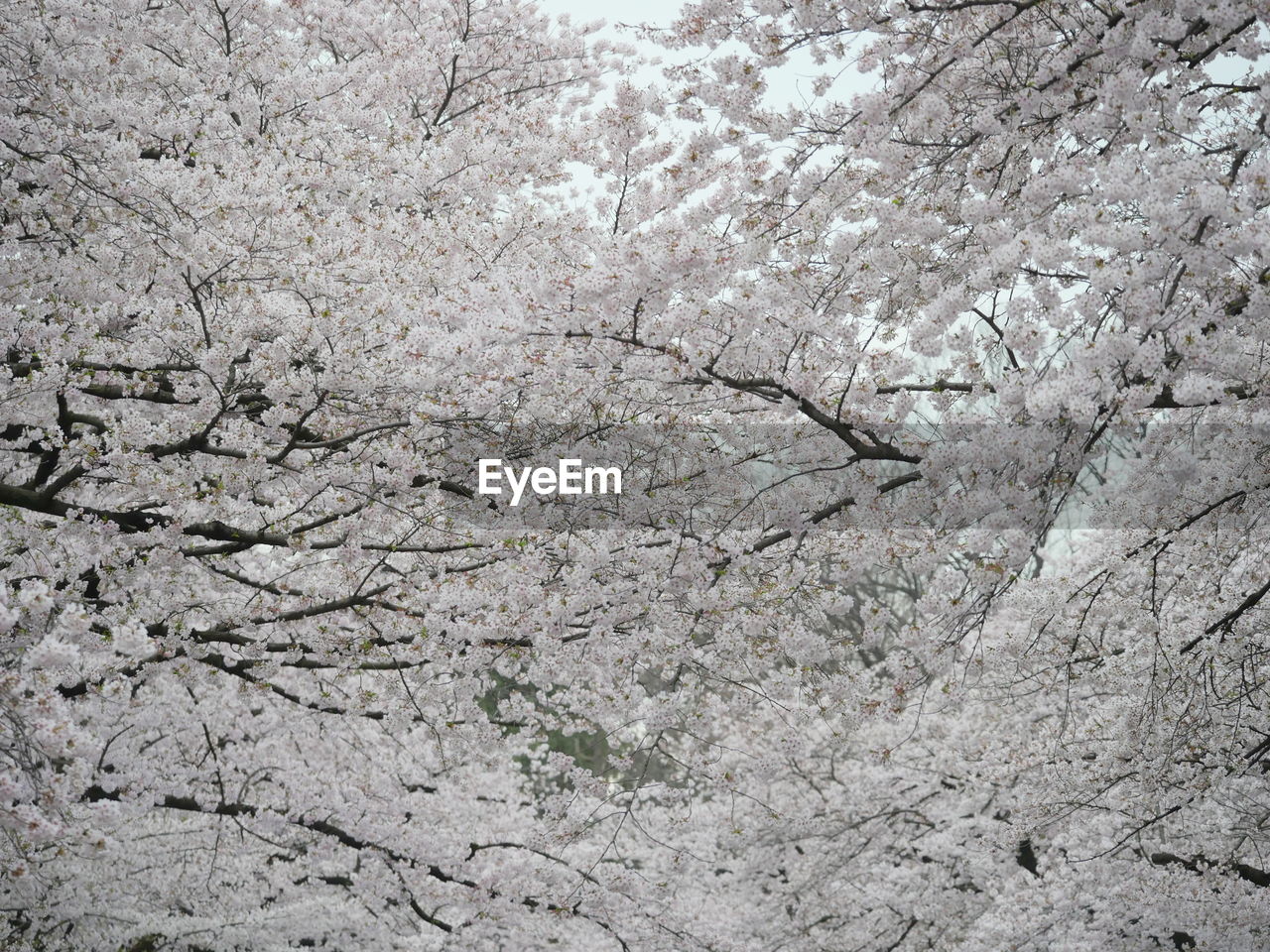 Full frame shot of cherry blossom tree