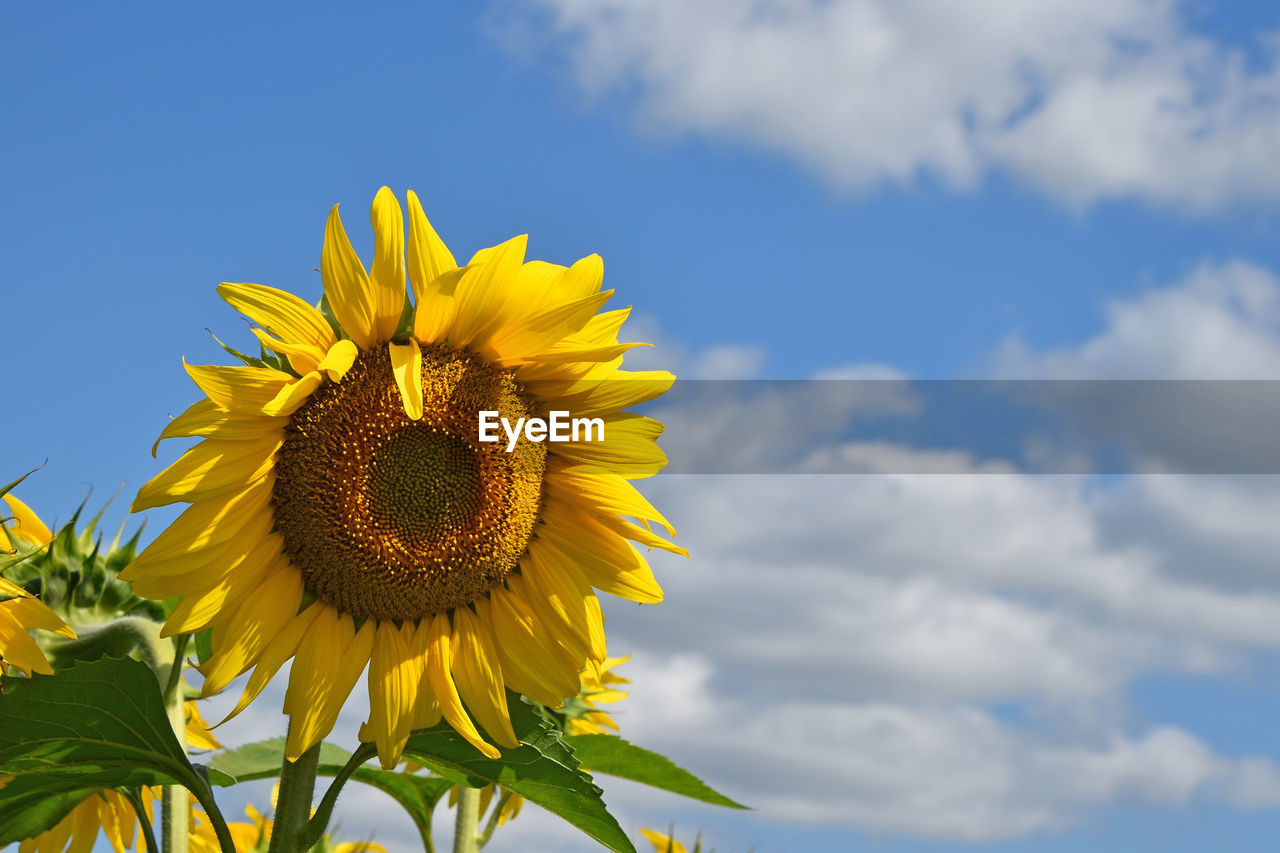 Close-up of sunflower