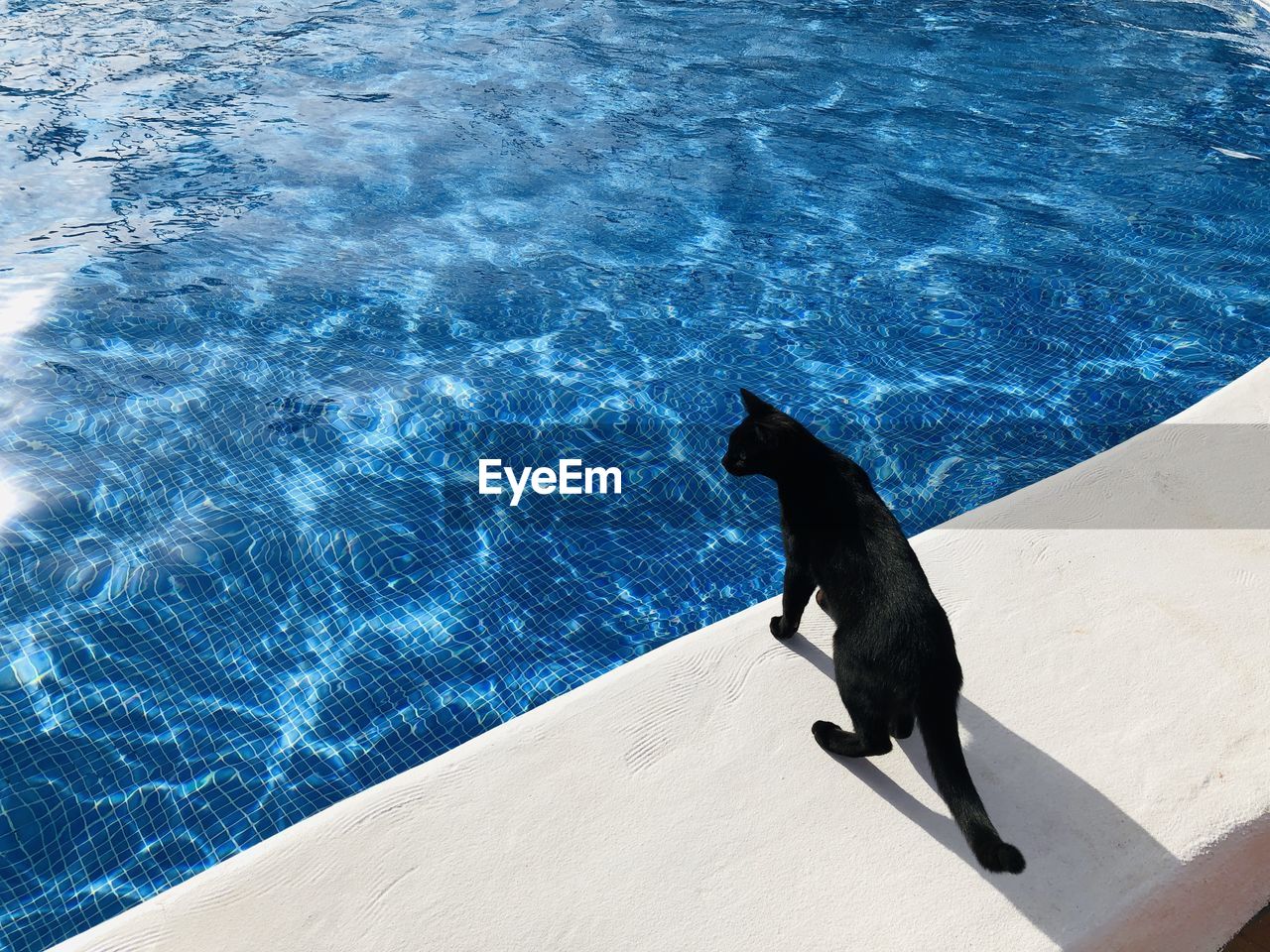 High angle view of black cat by swimming pool