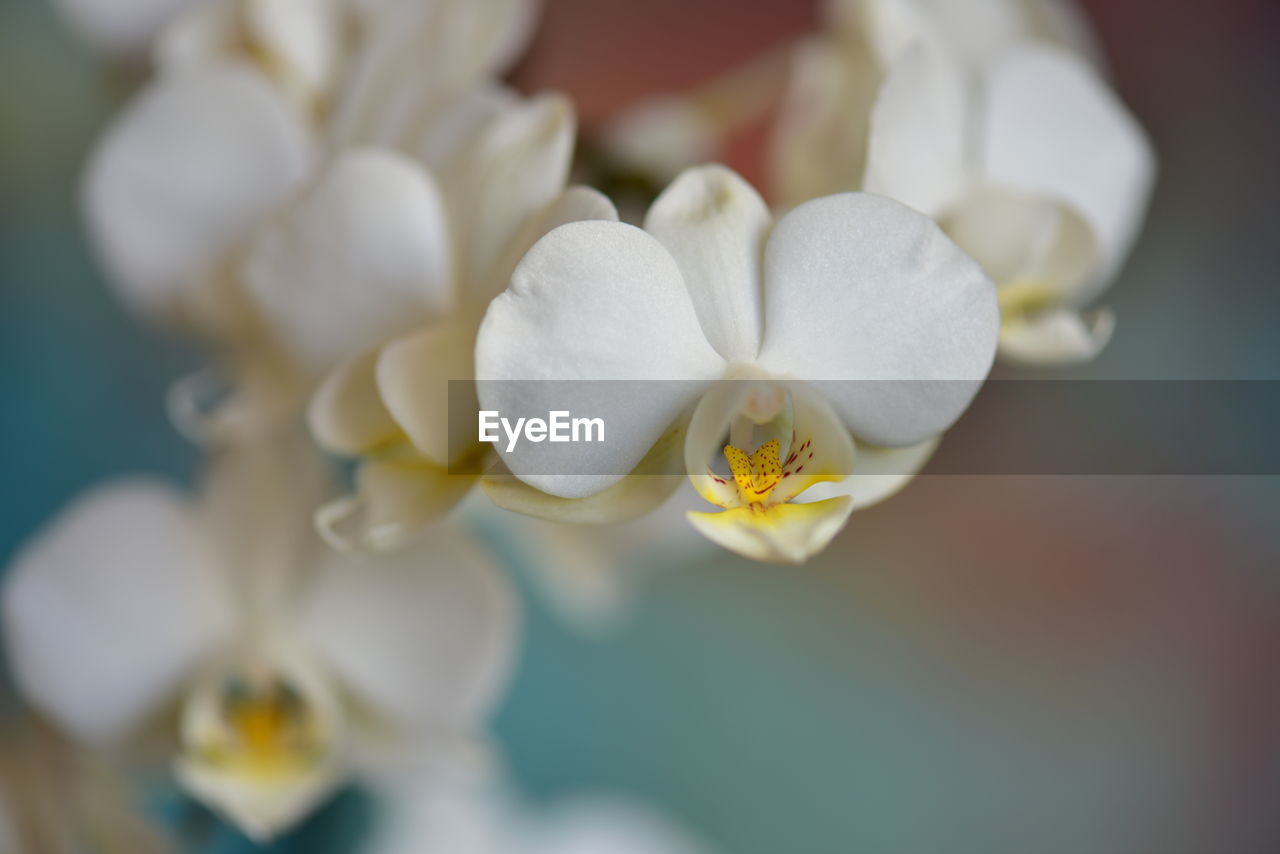 Close-up of white orchids - natural beauty