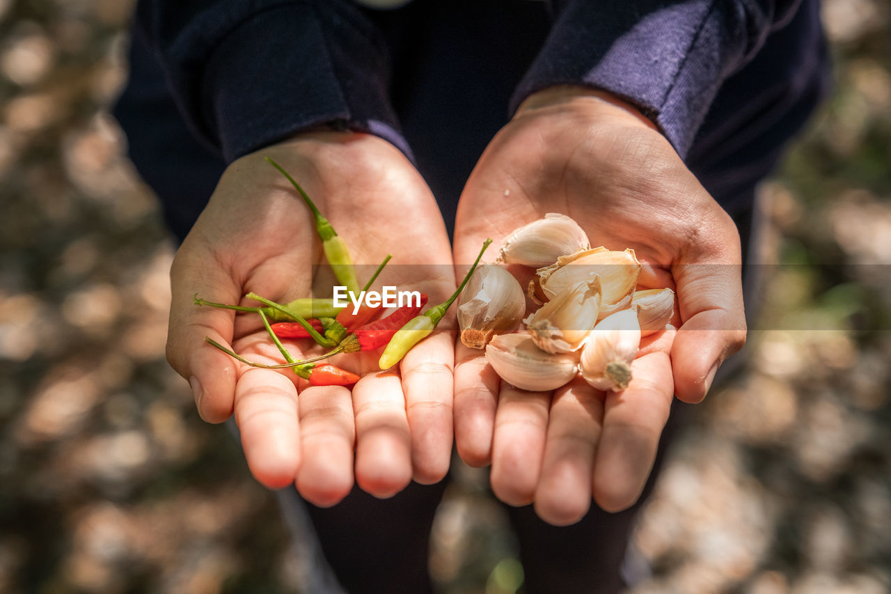 Close-up of hand holding chili and garlic