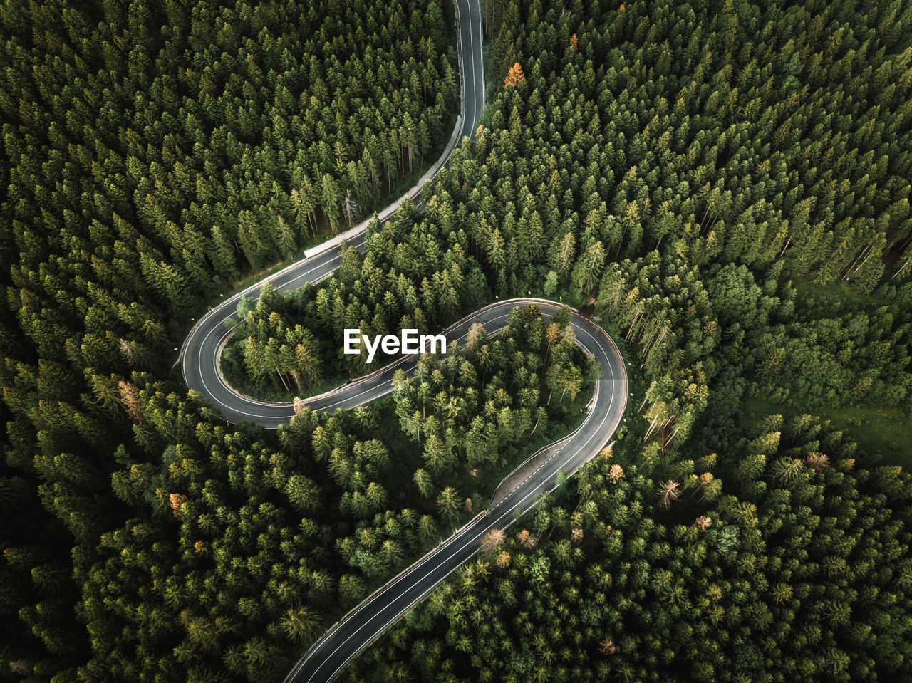 Aerial view of curved road from above trough the evergreen forest.travel, transportation concept
