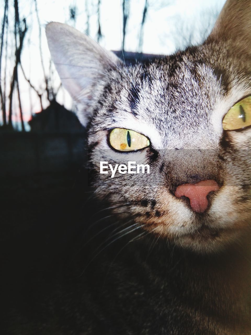 Kashmiri Pet Cat Cat At Window Getty Images Cat Eyeem