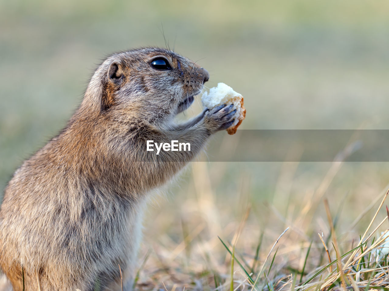 animal, animal themes, animal wildlife, wildlife, one animal, mammal, prairie dog, whiskers, squirrel, no people, side view, nature, grass, outdoors, focus on foreground, day, portrait, eating, rodent, profile view, close-up, animal body part, standing