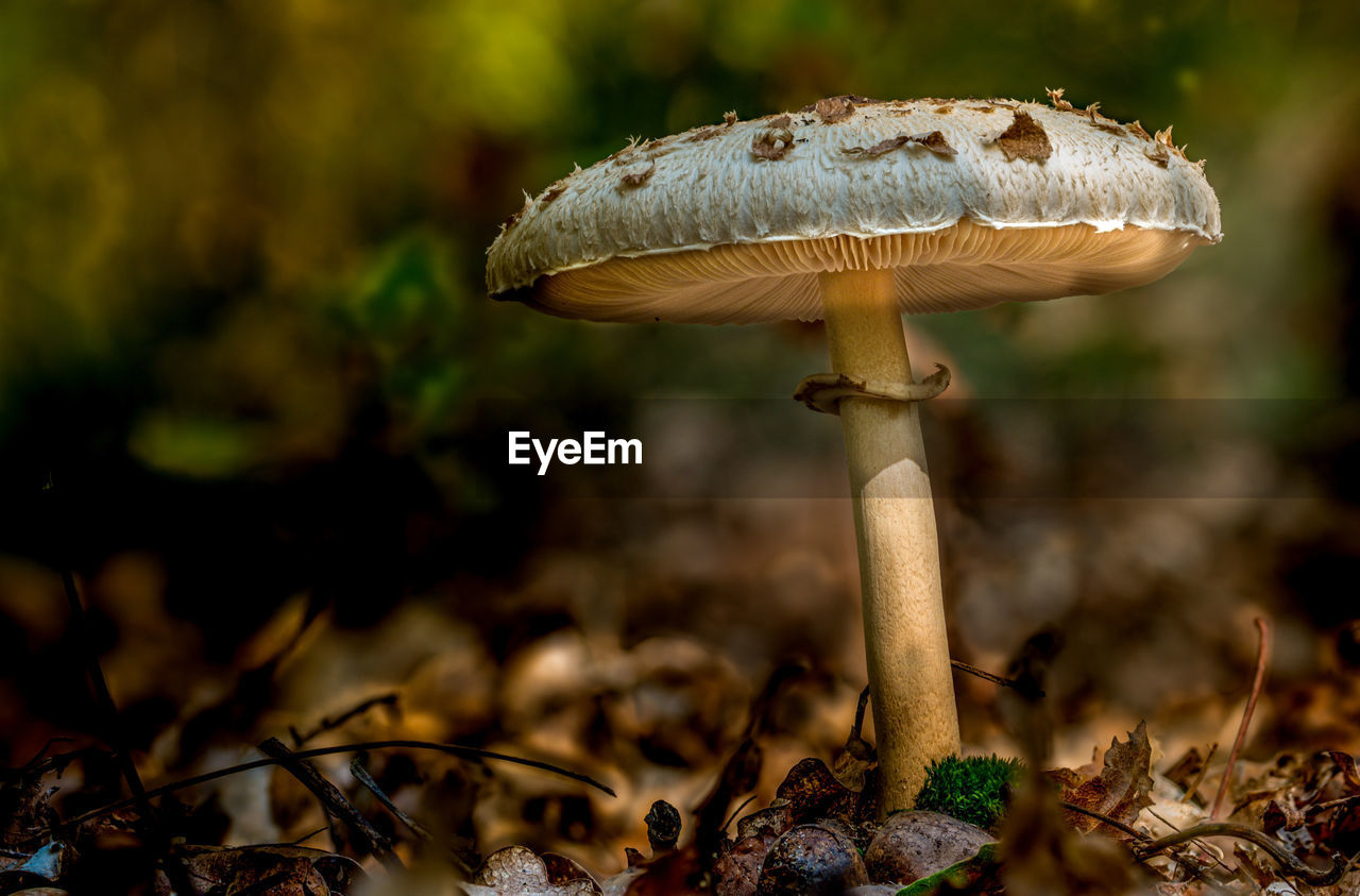 CLOSE-UP OF MUSHROOM GROWING IN FIELD