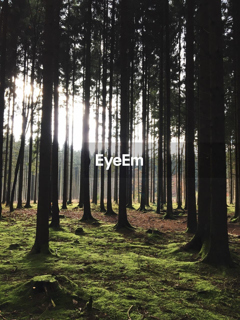 Trees in forest