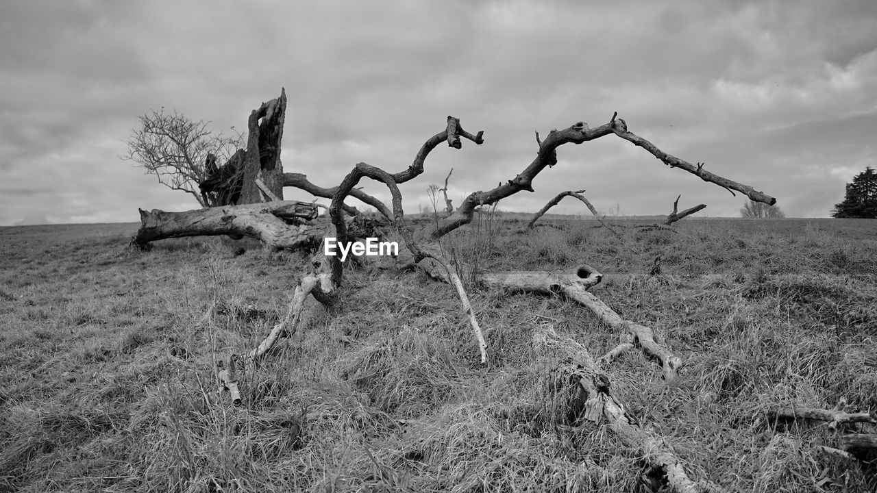 DEAD PLANT ON FIELD AGAINST SKY