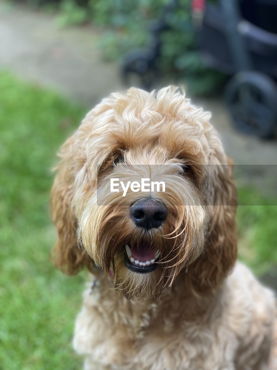 Close-up portrait of  cockapoo dog