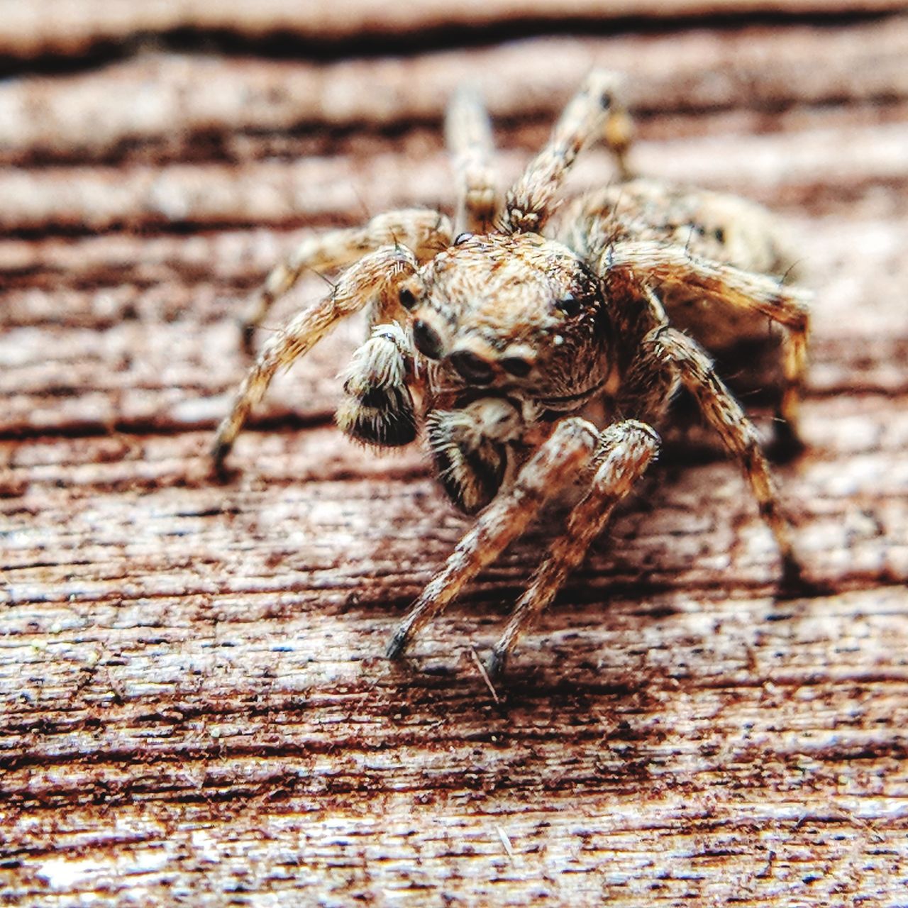 Jumping spider on wood