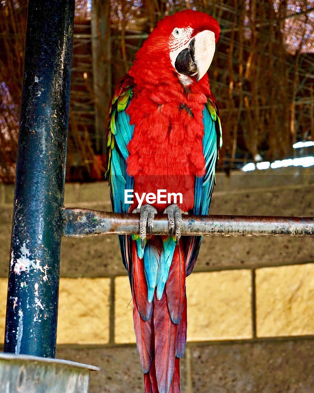 Parrot Bird Macaw Perching Scarlet Macaw Multi On Eyeem