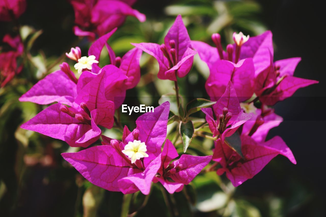 CLOSE-UP OF PINK BOUGAINVILLEA FLOWERS