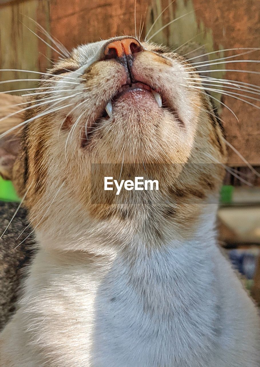 CLOSE-UP OF A CAT WITH EYES CLOSED