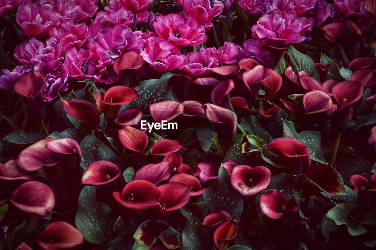 Full frame shot of pink flowering plants