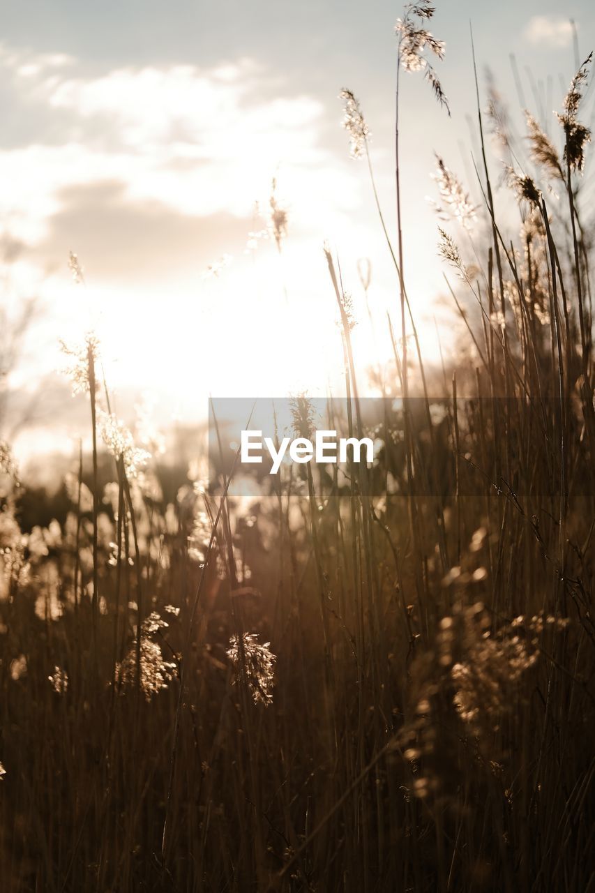 Sunset Sunlight Cloud Sky Tranquility Sky Field On Eyeem