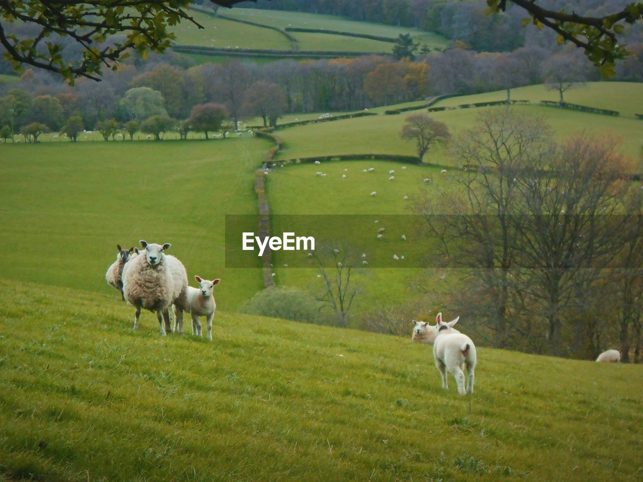 Scenic view of sheep on meadow
