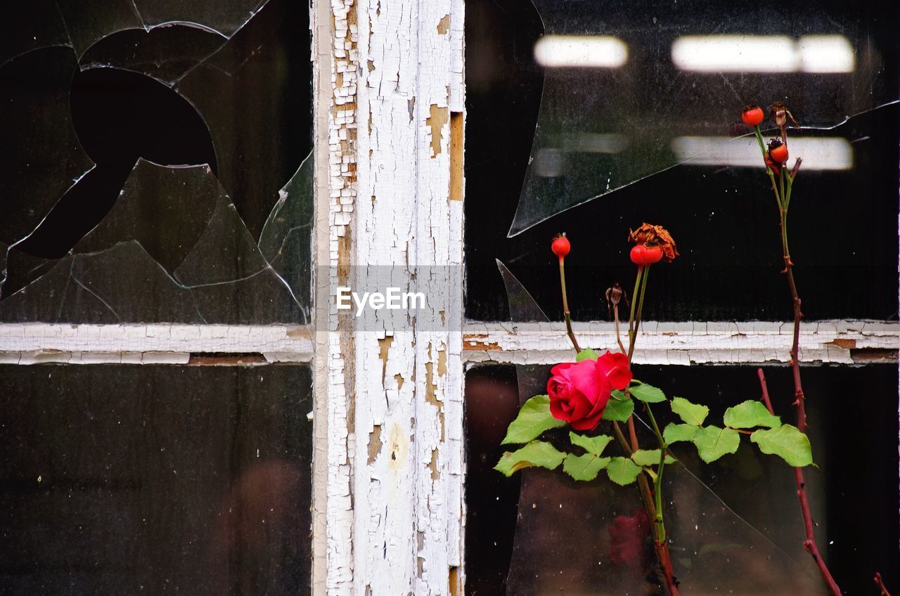Red rose of hope escapes through damaged window