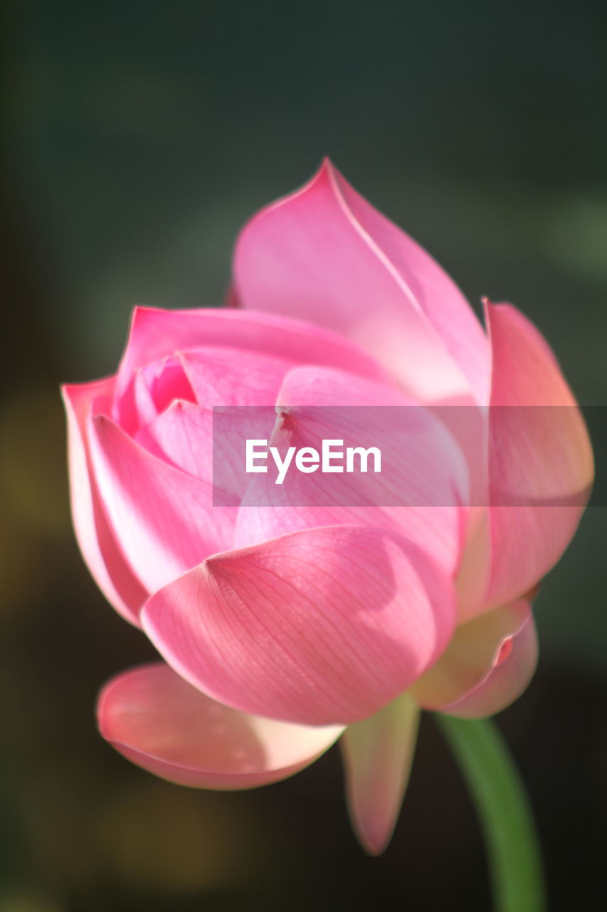 flower 196459418 Beautiful photography on EyeEm