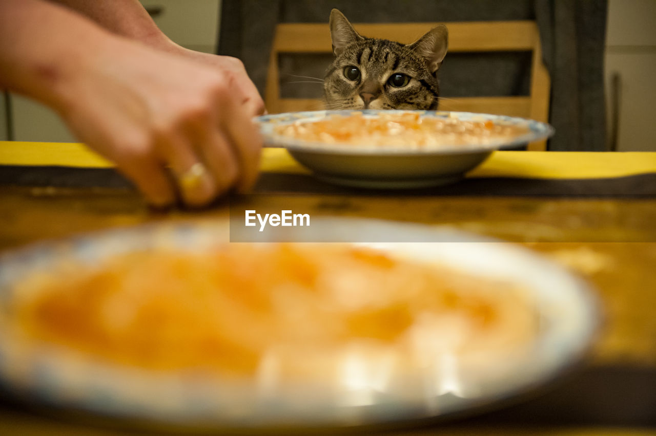 Cropped hands by soup in plates against cat at home