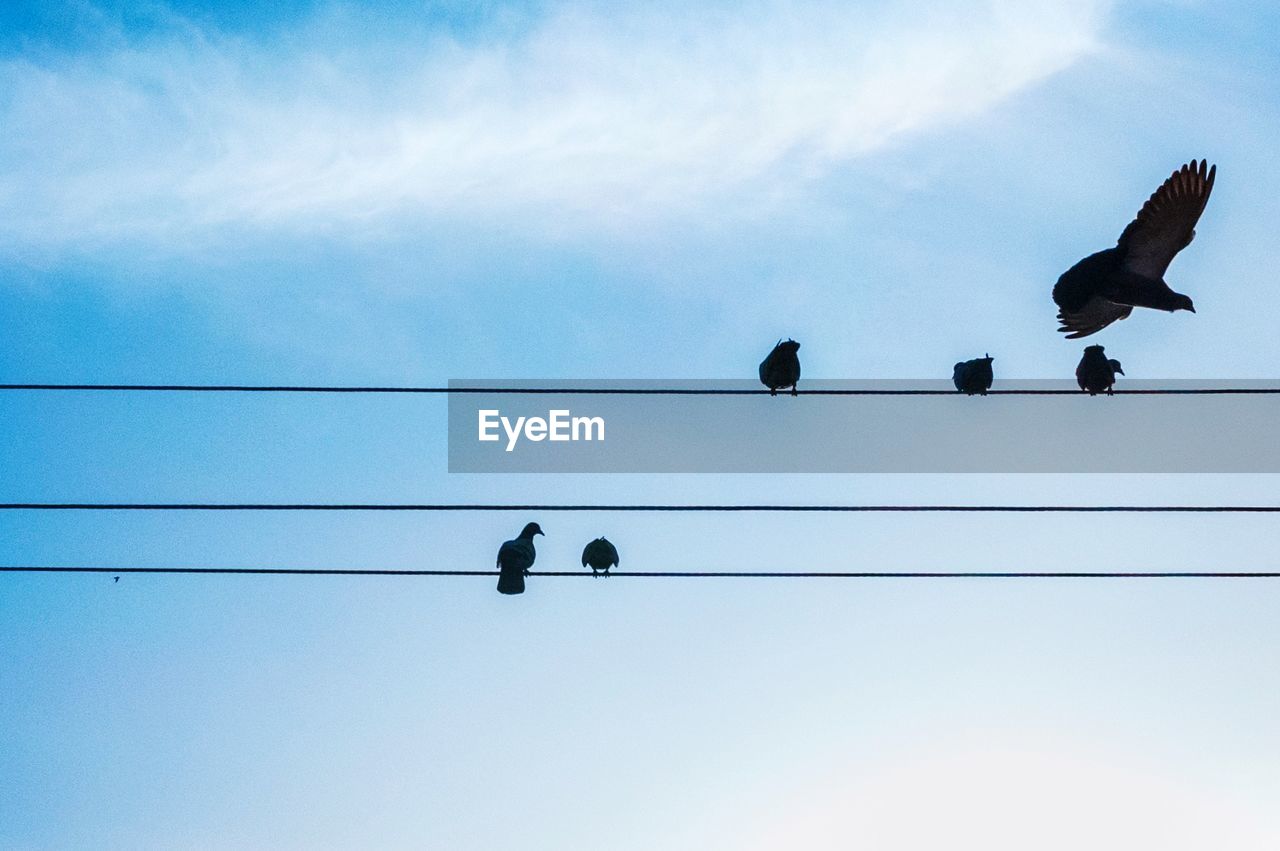 LOW ANGLE VIEW OF BIRDS PERCHING ON CABLE