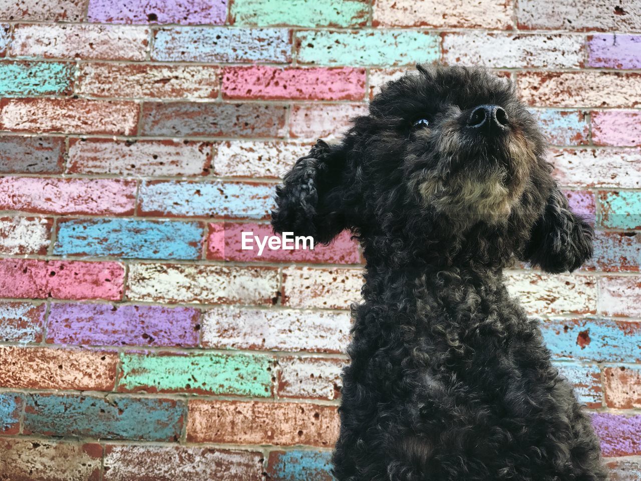 Close-up of poodle against colorful brick wall
