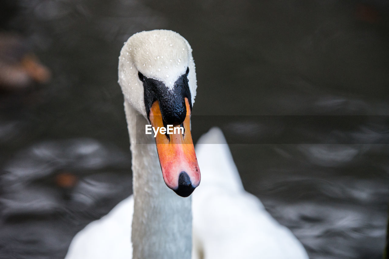 CLOSE-UP OF A SWAN IN LAKE
