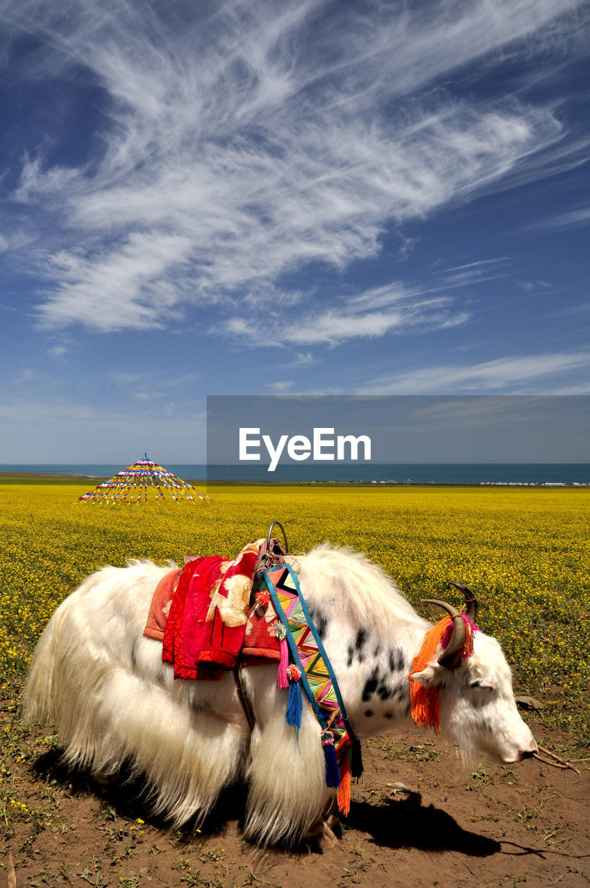Yak on field against blue sky