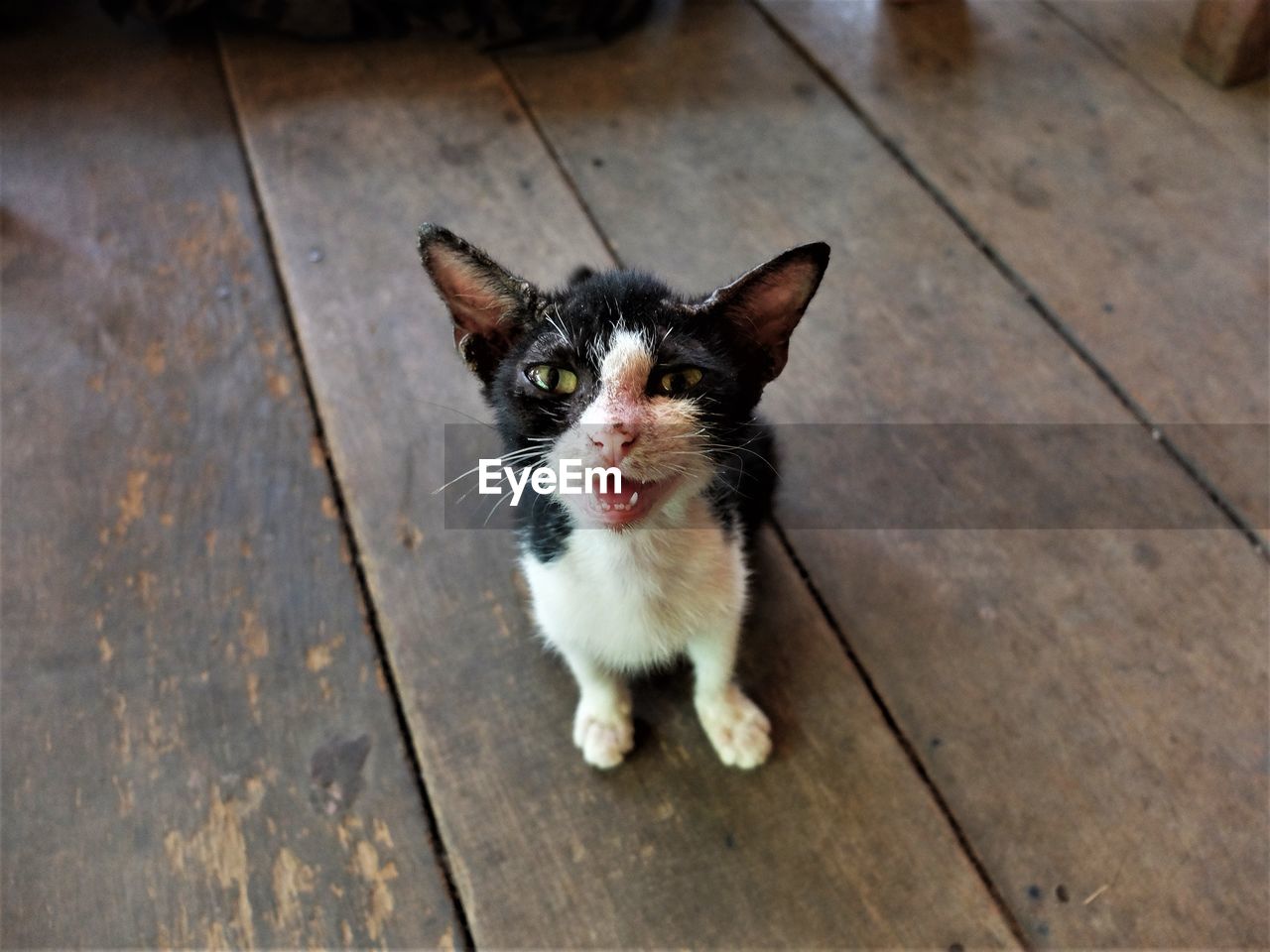 CLOSE-UP PORTRAIT OF CAT SITTING ON HARDWOOD FLOOR