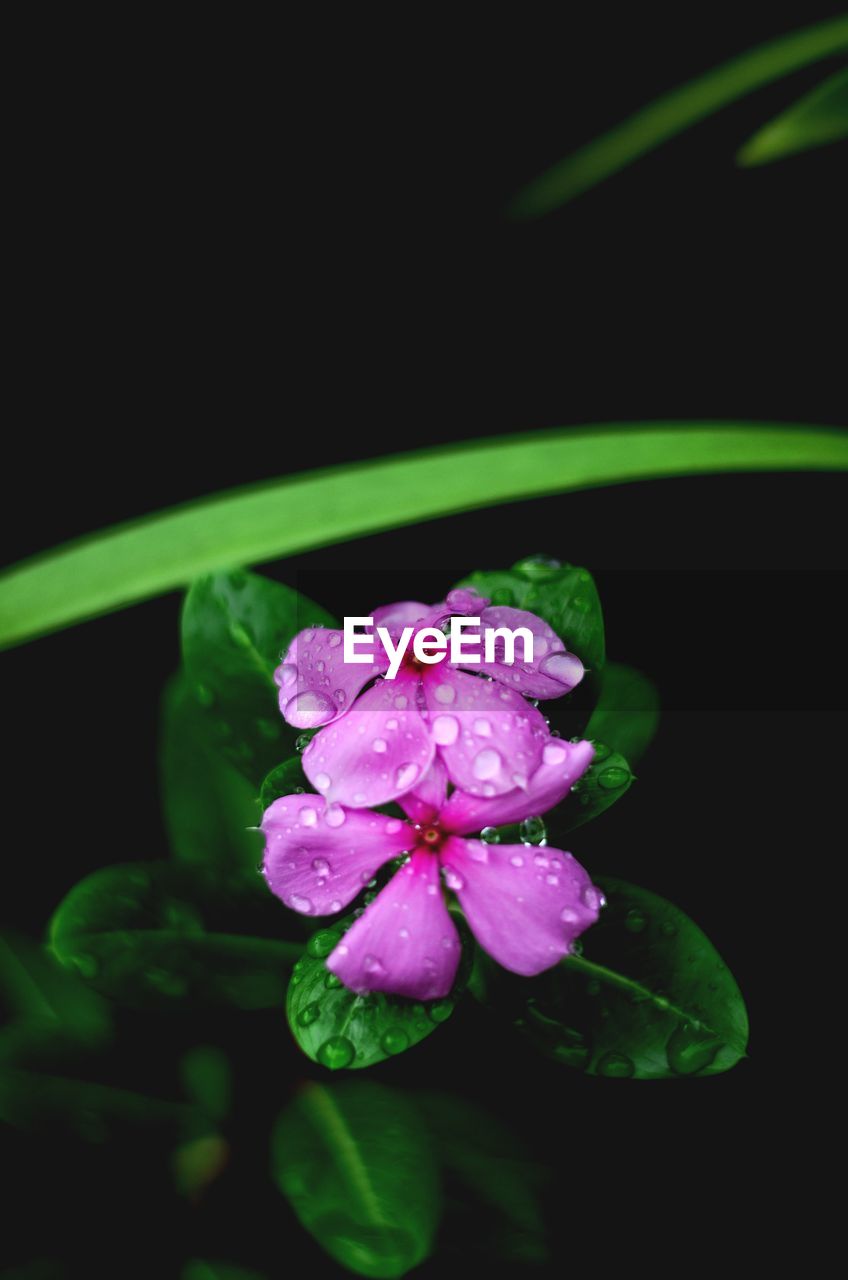 CLOSE-UP OF FRESH PINK FLOWER BLOOMING AGAINST BLACK BACKGROUND