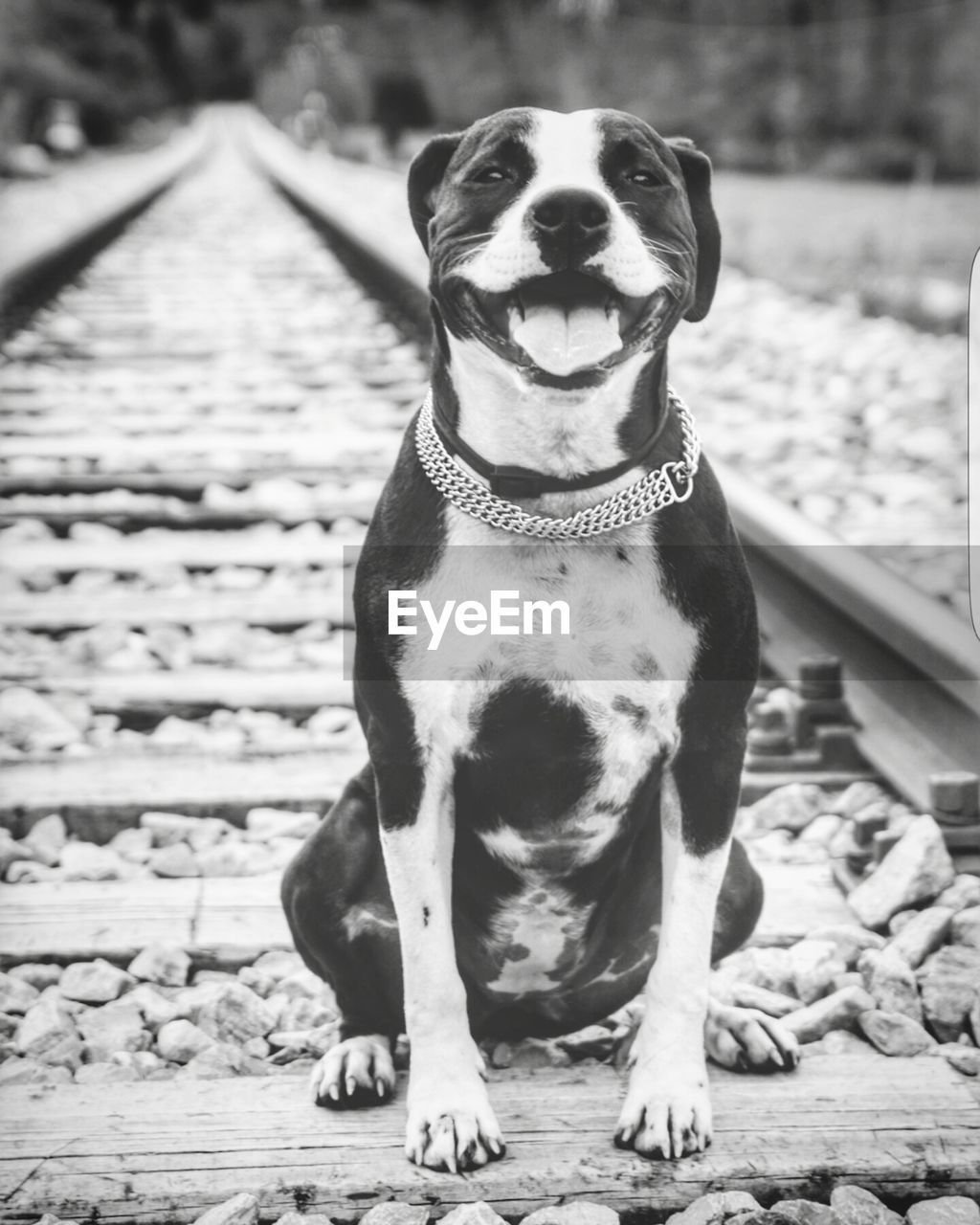 Portrait of dog sitting on railroad track
